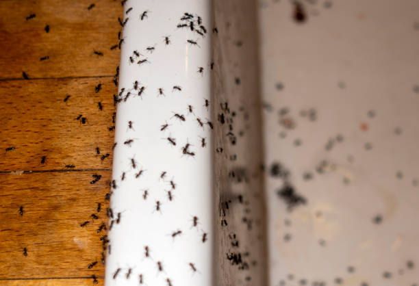Best Mosquito Control Services  in Sands Point, NY